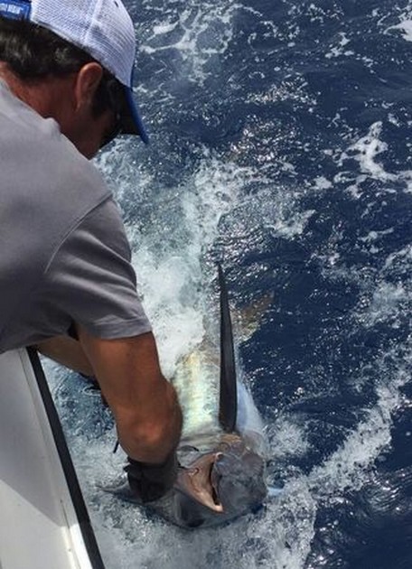 Dave van Balkum släppte 300 kg Blue Marlin Cavalier & Blue Marlin Sport Fishing Gran Canaria