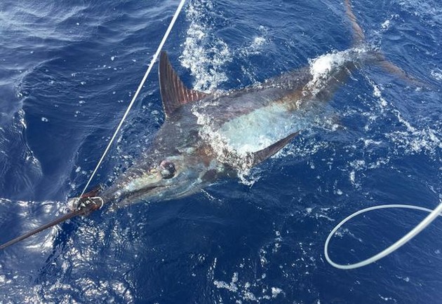 Blue Marlin Cavalier & Blue Marlin Sport Fishing Gran Canaria