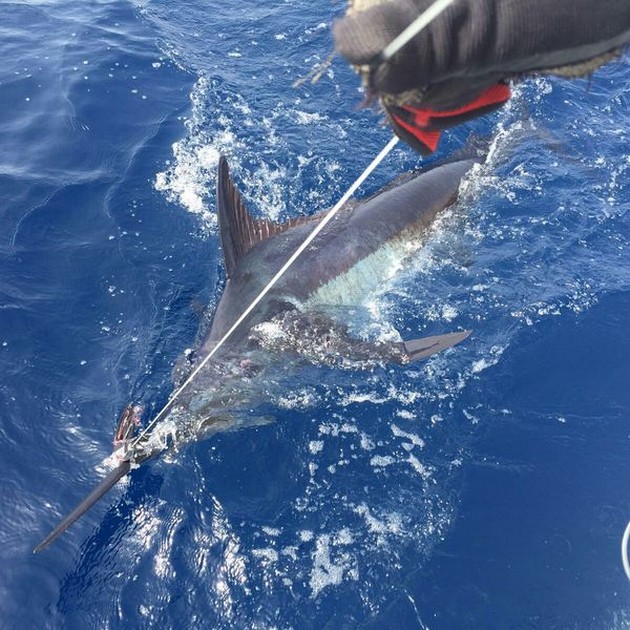 Cavalier breekt alle records Cavalier & Blue Marlin Sport Fishing Gran Canaria