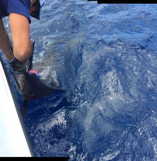 Blue Marlin Cavalier & Blue Marlin Sport Fishing Gran Canaria
