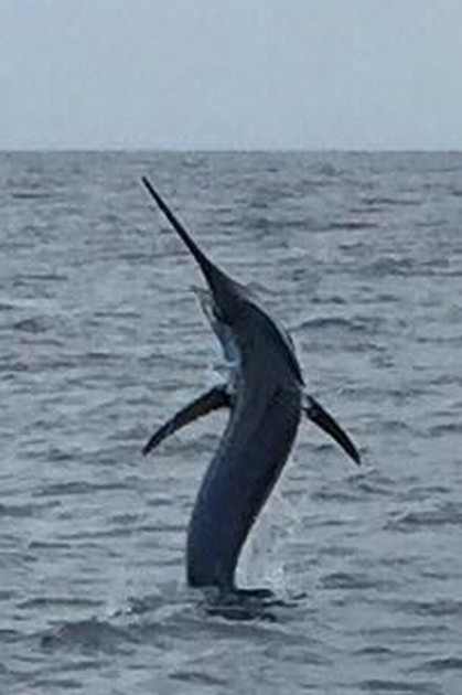 Blue Marlin Cavalier & Blue Marlin Sport Fishing Gran Canaria