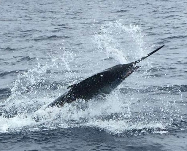 FISHING RESULTS OF JUNE 28 Cavalier & Blue Marlin Sport Fishing Gran Canaria