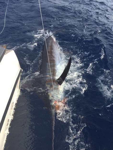 De Winnaar Cavalier & Blue Marlin Sport Fishing Gran Canaria