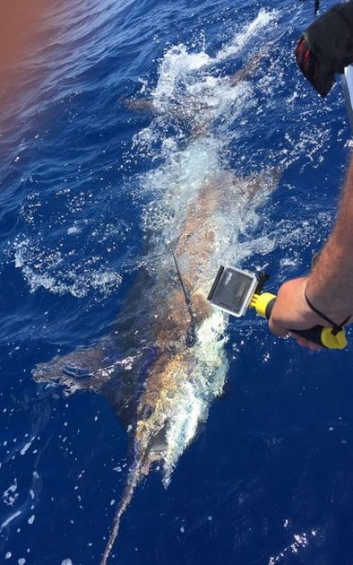 Blue Marlin Cavalier & Blue Marlin Sport Fishing Gran Canaria