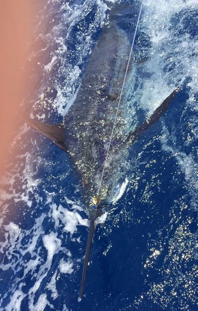 Blue Marlin Cavalier & Blue Marlin Sport Fishing Gran Canaria