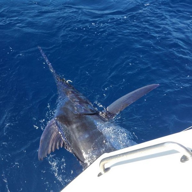 Blue Marlin Cavalier & Blue Marlin Sport Fishing Gran Canaria