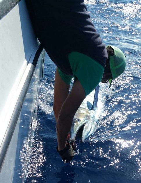 Blue Marlin caught and released  by Barry Townsend Cavalier & Blue Marlin Sport Fishing Gran Canaria