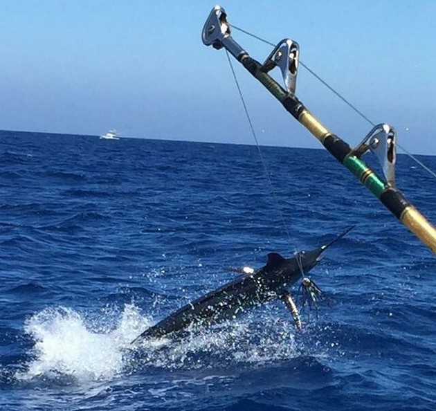 Blue Marlin Cavalier & Blue Marlin Sport Fishing Gran Canaria