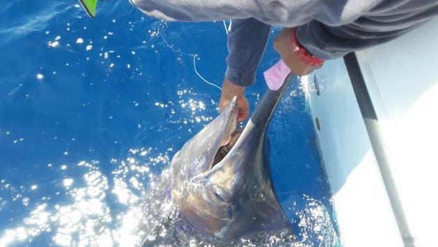 Blue Marlin - Blue marlin  caught and released by Michael Killick Cavalier & Blue Marlin Sport Fishing Gran Canaria