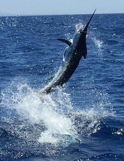  - Cavalier & Blue Marlin Sport Fishing Gran Canaria