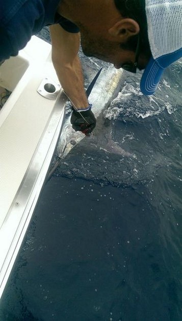 Blue Marlin Cavalier & Blue Marlin Sport Fishing Gran Canaria