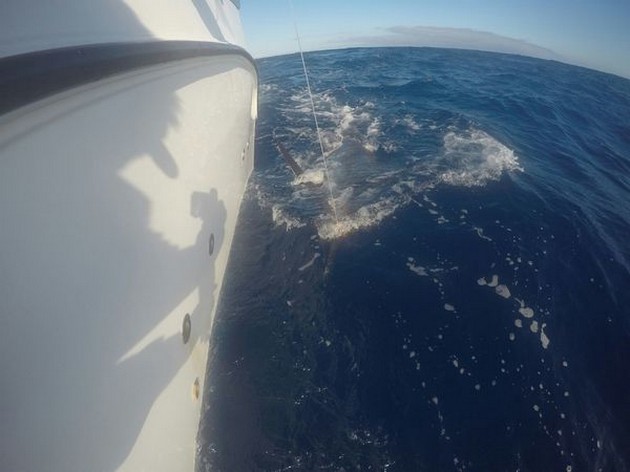 Blue Marlin Cavalier & Blue Marlin Sport Fishing Gran Canaria