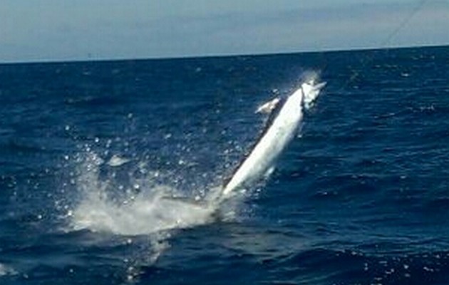 200 lbs Blue Marlin Cavalier & Blue Marlin Sport Fishing Gran Canaria