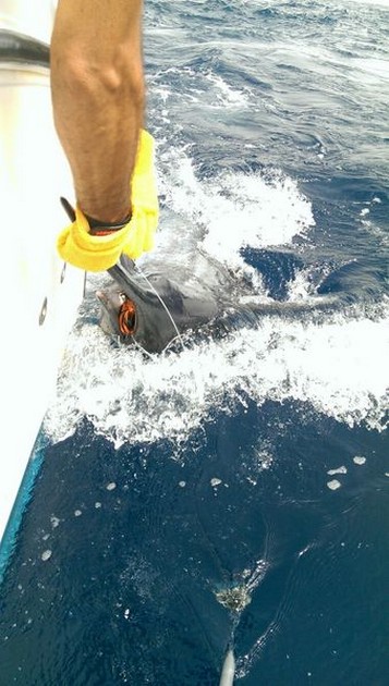  - Cavalier & Blue Marlin Sport Fishing Gran Canaria