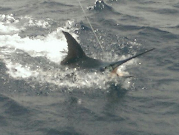 Blue Marlin Cavalier & Blue Marlin Sport Fishing Gran Canaria