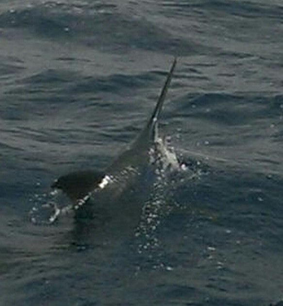 Blue Marlin Cavalier & Blue Marlin Sport Fishing Gran Canaria