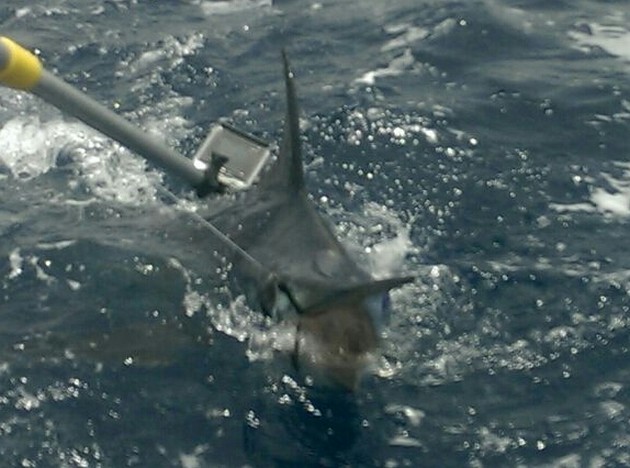 Release Me Cavalier & Blue Marlin Sport Fishing Gran Canaria