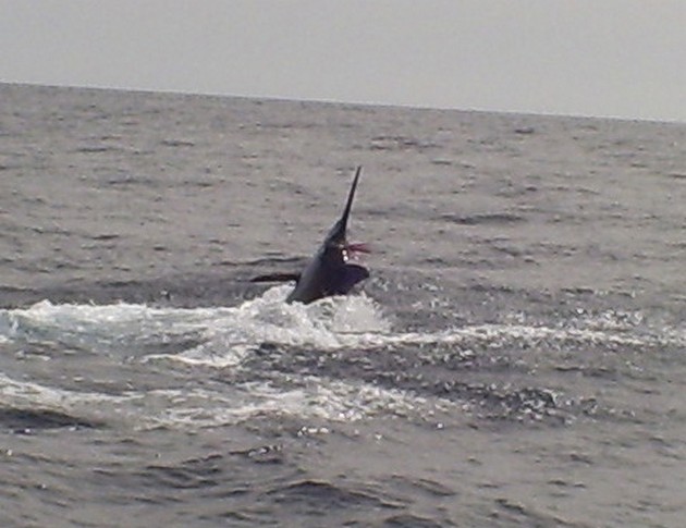  - Cavalier & Blue Marlin Sport Fishing Gran Canaria