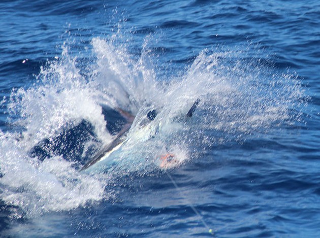 350 lbs Blue Marlin tagged and released by Christopher Ward  from Wales Cavalier & Blue Marlin Sport Fishing Gran Canaria