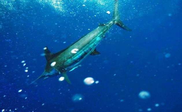 Blue Marlin - Blue marlin  caught and released by the Cavalier Cavalier & Blue Marlin Sport Fishing Gran Canaria