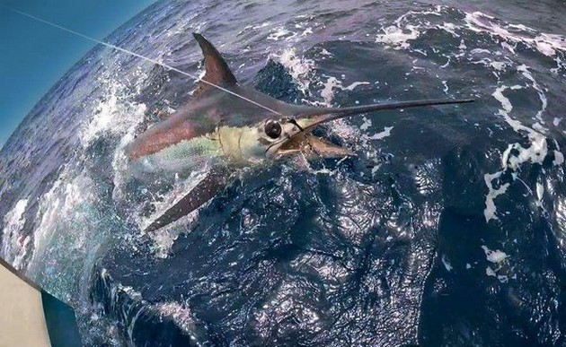 Blue Marlin Cavalier & Blue Marlin Sport Fishing Gran Canaria