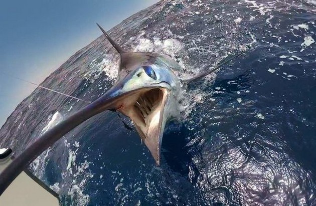 Blue Marlin Cavalier & Blue Marlin Sport Fishing Gran Canaria