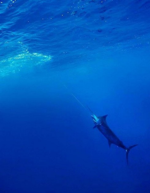 Blue Marlin Cavalier & Blue Marlin Sport Fishing Gran Canaria