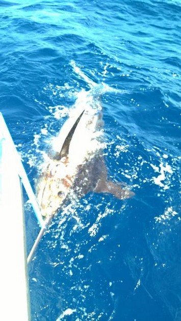 340 kg Blauwe Marlijn Cavalier & Blue Marlin Sport Fishing Gran Canaria