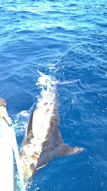 Blue Marlin Cavalier & Blue Marlin Sport Fishing Gran Canaria