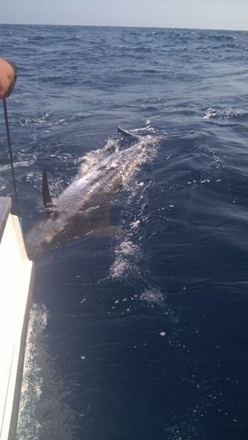 Blue Marlin Cavalier & Blue Marlin Sport Fishing Gran Canaria