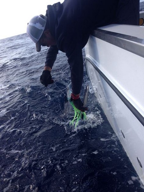 White Marlin släppt av Anders Jönsson från Sverige Cavalier & Blue Marlin Sport Fishing Gran Canaria