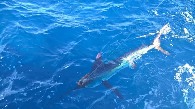 3 Strikes result in 1 White Marlin Cavalier & Blue Marlin Sport Fishing Gran Canaria