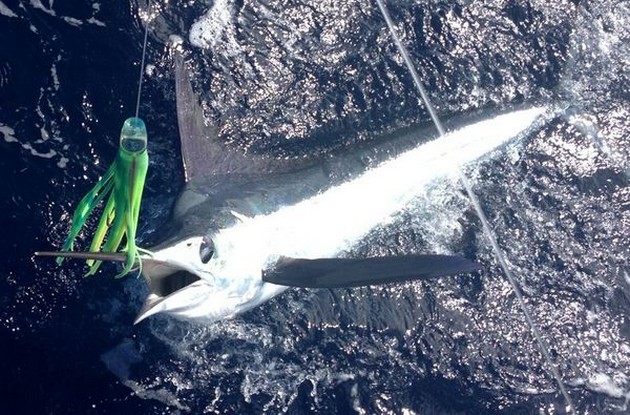 White Marlin, released by Anders Jonsson from Sweden Cavalier & Blue Marlin Sport Fishing Gran Canaria