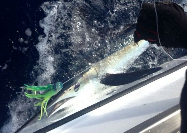 White Marlin Cavalier & Blue Marlin Sport Fishing Gran Canaria