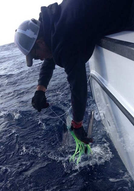 White Marlin Cavalier & Blue Marlin Sport Fishing Gran Canaria