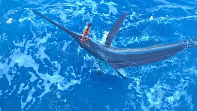 White Marlin Cavalier & Blue Marlin Sport Fishing Gran Canaria