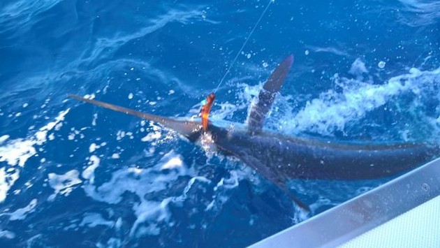 White Marlin released by Greg Young Cavalier & Blue Marlin Sport Fishing Gran Canaria