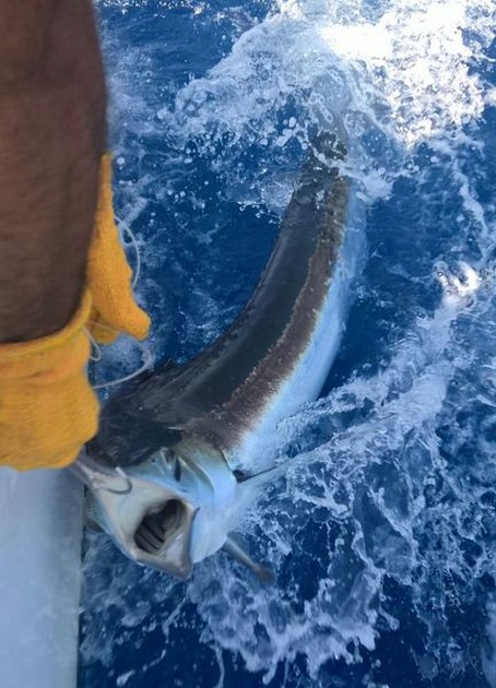 White Marlin Cavalier & Blue Marlin Sport Fishing Gran Canaria