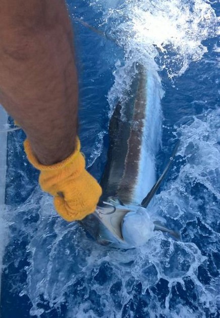 White Marlin Cavalier & Blue Marlin Sport Fishing Gran Canaria