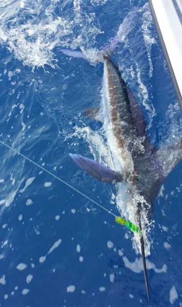 White Marlin released by Roland Spierings from Holland Cavalier & Blue Marlin Sport Fishing Gran Canaria