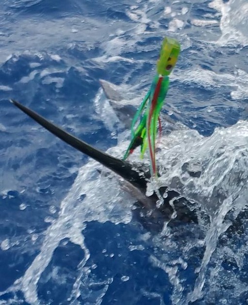 White Marlin Cavalier & Blue Marlin Sport Fishing Gran Canaria