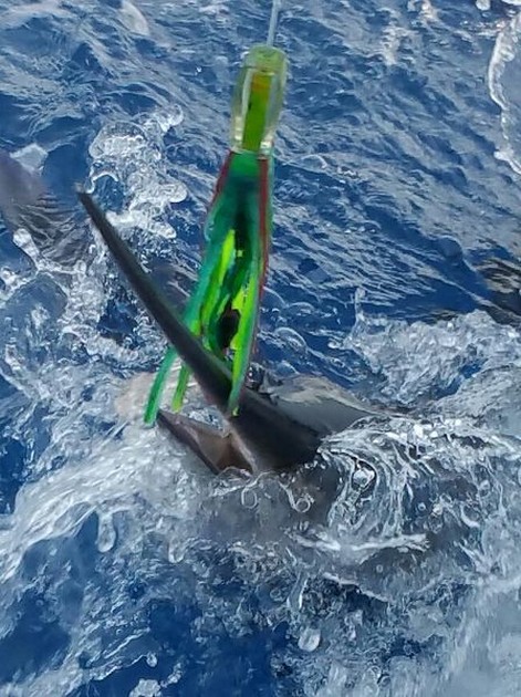 White Marlin Cavalier & Blue Marlin Sport Fishing Gran Canaria