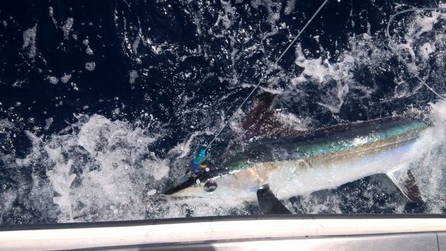 Spearfish released by Igor Gudzenko Cavalier & Blue Marlin Sport Fishing Gran Canaria