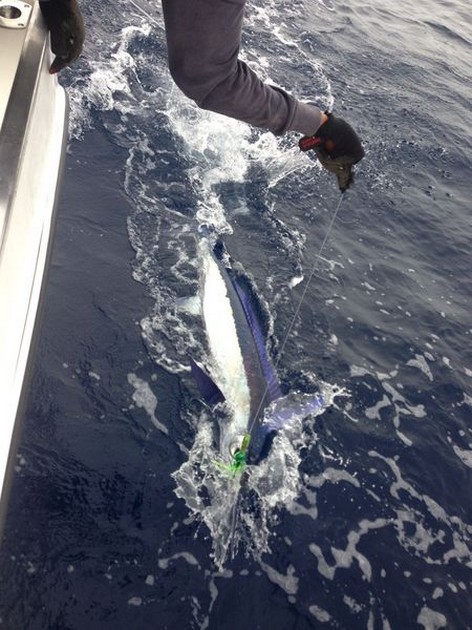 White Marlin released by Kenny Bremner from the UK Cavalier & Blue Marlin Sport Fishing Gran Canaria