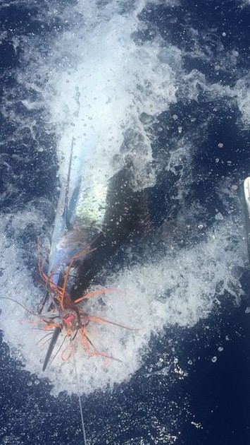 150 kg Blue Marlin released by Martin van Leest from Holland Cavalier & Blue Marlin Sport Fishing Gran Canaria