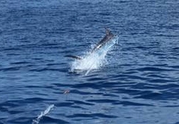 4 Blue Marlin släppt Cavalier & Blue Marlin Sport Fishing Gran Canaria