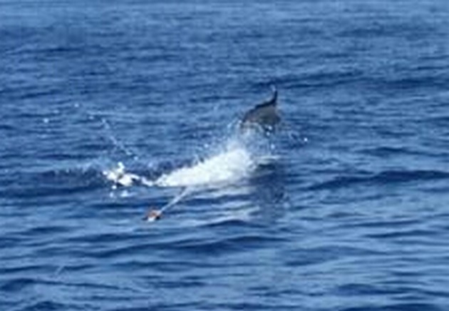 Release Me Cavalier & Blue Marlin Sport Fishing Gran Canaria