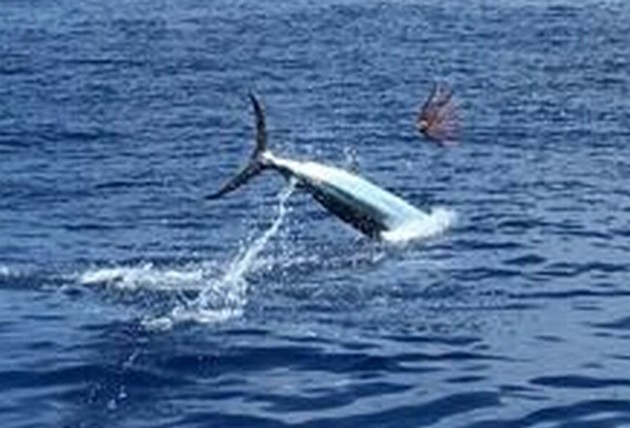 Release Me Cavalier & Blue Marlin Sport Fishing Gran Canaria