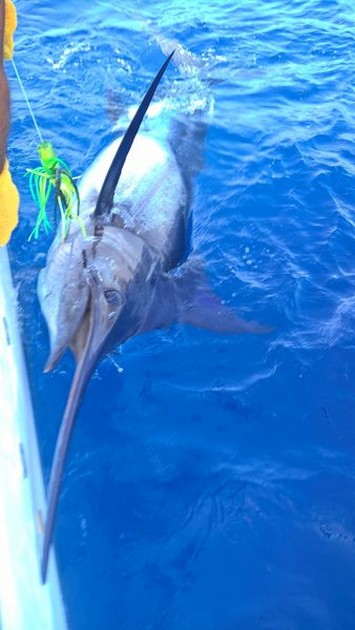 Congratulations Cavalier & Blue Marlin Sport Fishing Gran Canaria