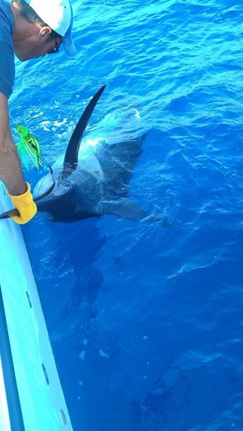 Release Me Cavalier & Blue Marlin Sport Fishing Gran Canaria